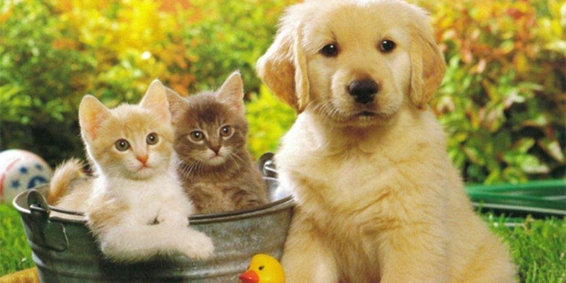 Como cuidar bem de cães e gatos
