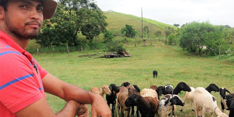 ExpoSul Rural terá demonstração de manejo com apoio de cães pastores